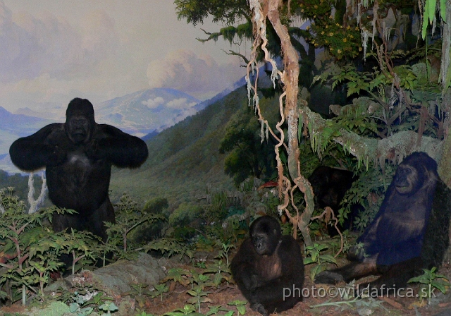 Picture 087.jpg - Mountain gorillas family.